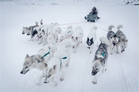 Dog Sleds The Ultimate Greenland Experience Greenland Travel En