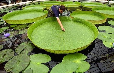 Huge Lily Pads Kew Gardens Giant Water Lily Amazing Gardens
