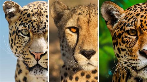 Whats The Difference Between Jaguars Leopards And Cheetahs Catit