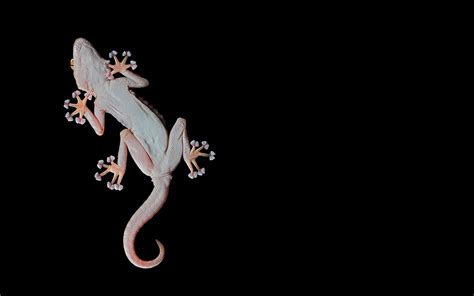 Animal Gecko Hd Wallpaper