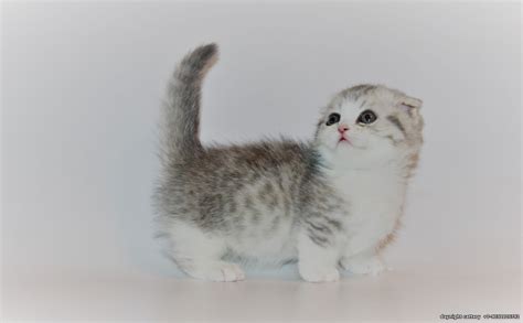 26 Munchkin Scottish Fold Kittens Furry Kittens