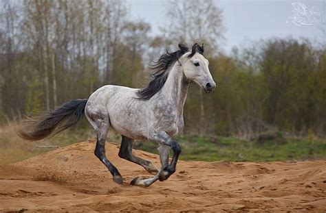 Orlov Trotter Horses Beautiful Horses Horse Breeds