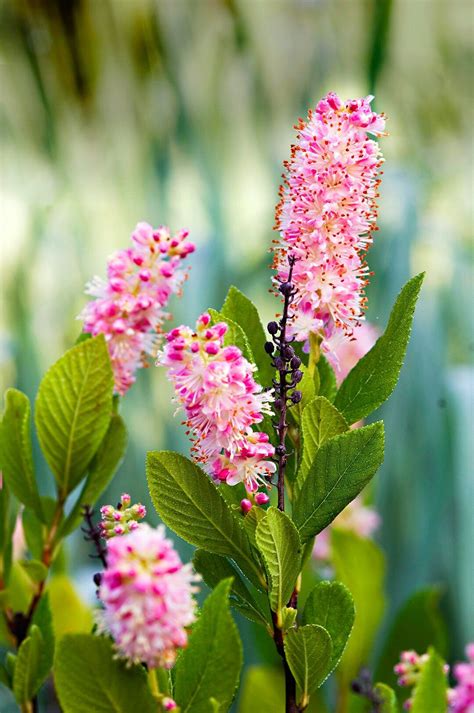 Keep your small flowering bushes and small shrubs for borders looking and feeling their best by pruning them regularly. The Top 13 Summer-Flowering Shrubs That Don't Need a Lot ...