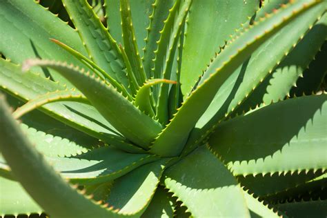 Health Benefits Aloe Vera Plant Edens Garden