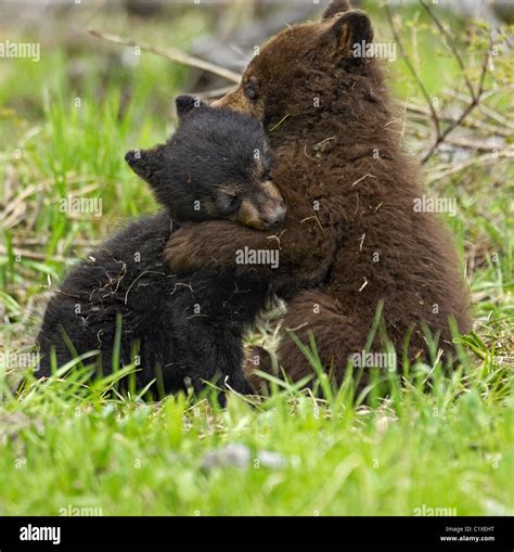 Black Bear Cubs Wrestling Stock Photo Alamy