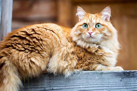 Siberian Cat Breed Information And Characteristics Daily Paws
