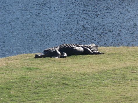 Alligators On Hilton Head Island Hilton Head Island