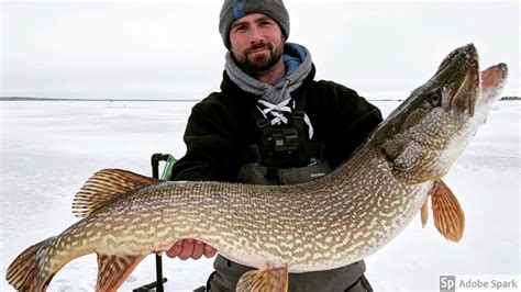 Monster Northern Pike Caught While Ice Fishing Youtube