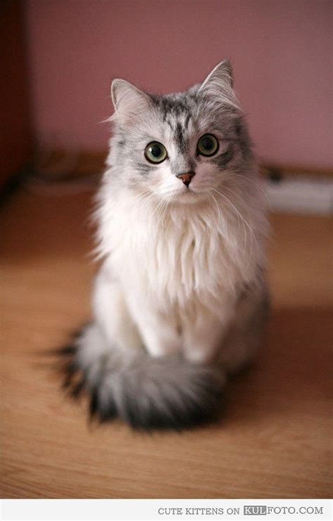 Looks Like My Cat As A Kittend Cute Animals Kittens Cutest Cats