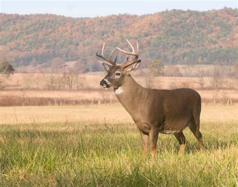 Where Are The Biggest Deer In Texas Texas Landowners Association