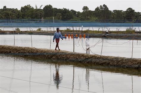 As Seas Rise Saltwater Plants Offer Hope Farms Will Survive