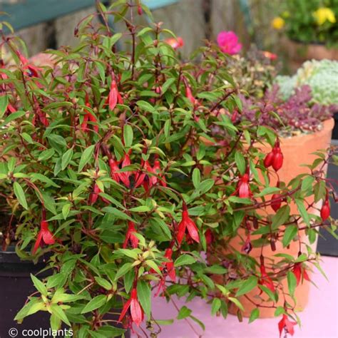 Fuchsia Magellanica Var Pumila Buy Plants At Coolplants