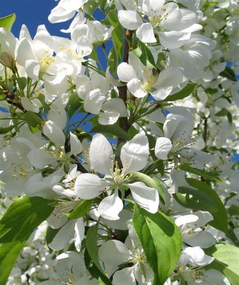 Spring Snow Flowering Crabapple Bower And Branch Spring Snow