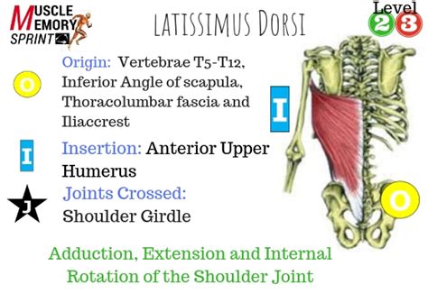 Latissimus Dorsi Origin And Insertion