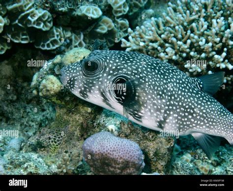 V9eg0919 Pufferfish A Tropical Coralfish Location Red Sea Stock Photo