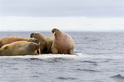 Premium Photo Group Of Walrus Resting On Ice Floe In Arctic Sea