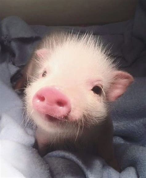 Pig On Instagram Aww😍😍what A Fluffy Little Piglet🐷💕 Nice Via