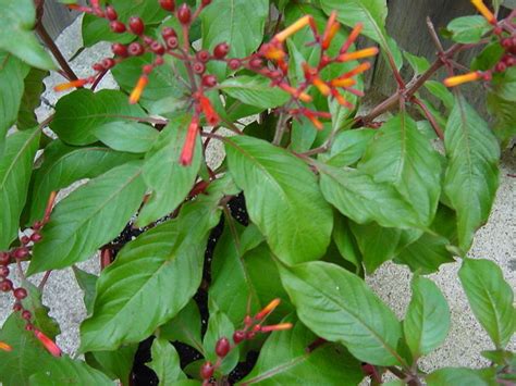 PlantFiles Pictures Firecracker Shrub Mexican Firebush Scarlet Bush