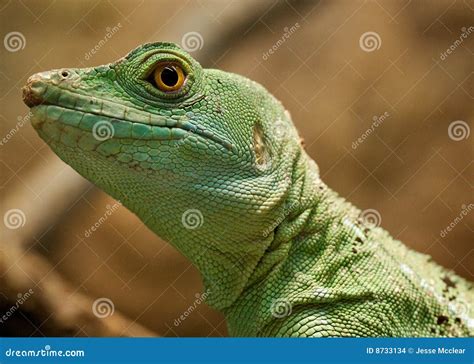 Green Lizard Stock Photo Image Of Wrinkly Details Reptile 8733134