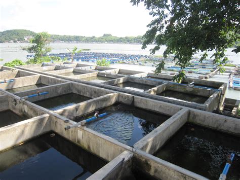 A good way to feed catfish in tanks : Binangonan Freshwater Station - SEAFDEC/AQD