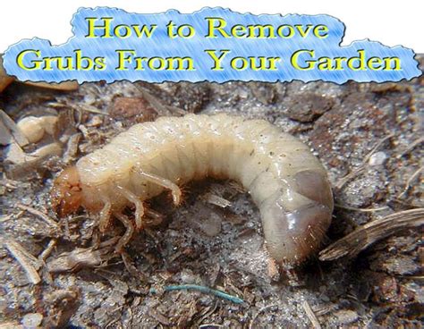 How To Remove Grubs From Your Garden Read Here