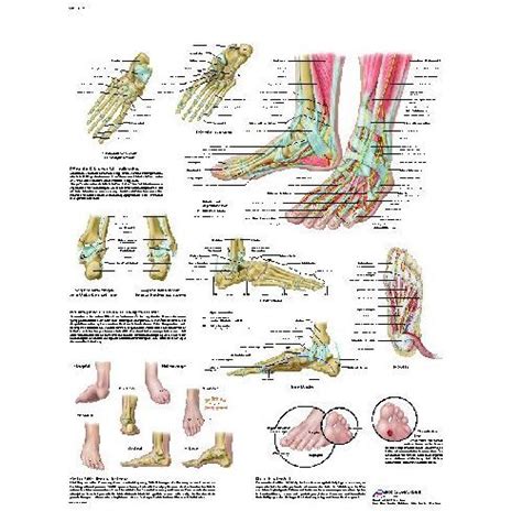 Foot And Joints Of Foot Chart Anatomy And Pathology Sports