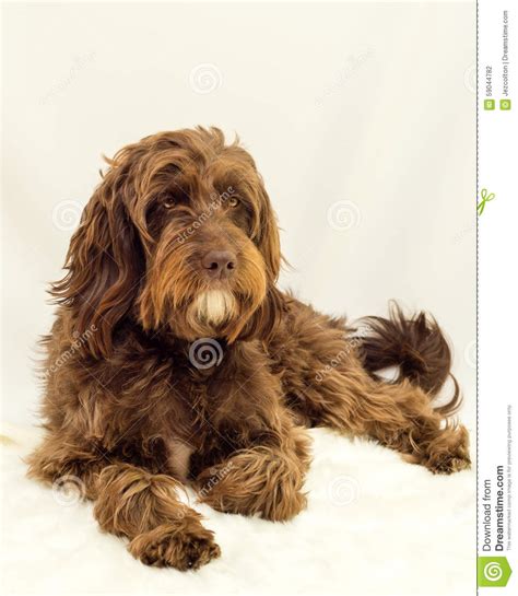 This game developed fanatee games, contains many puzzles. Brown Dog stock photo. Image of hair, vertebrate, breed ...