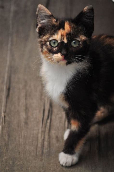 1065 Best Calico Cats Images On Pinterest Cats Good