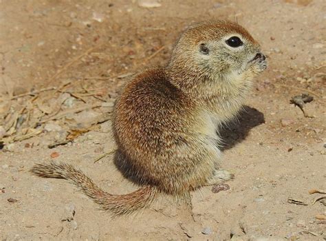 Round Tailed Ground Squirrel Photograph By Athol Klieve Fine Art America