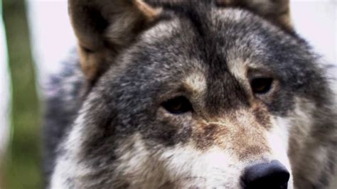 Without Wolves Why We Would All Be Impoverished By The Extinction Of