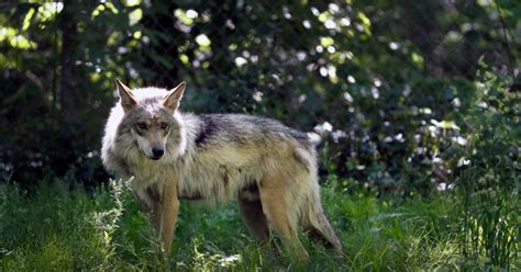 Endangered Mexican Wolves Blamed For More Livestock Deaths The