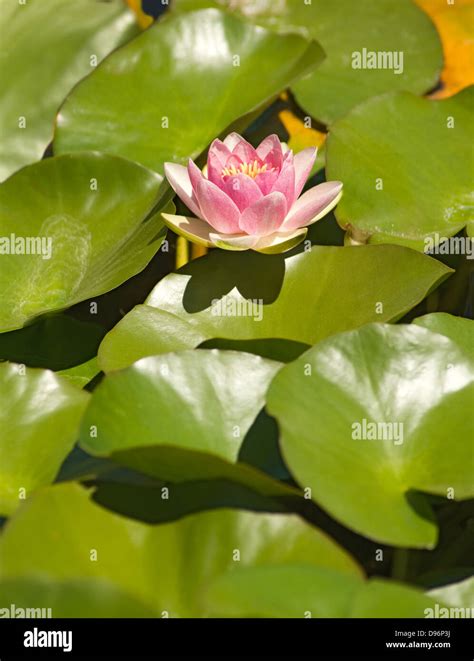 Pink Water Lily Nymphaea Masaniello Among Green Leaves Stock Photo Alamy