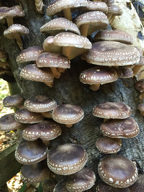 Grow Shiitake Mushrooms In Your Backyard Gardening In The Panhandle