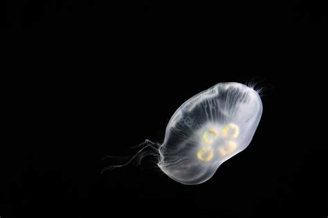Free Images Ocean Light Animal Jellyfish Aquatic