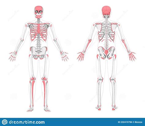 Human Palpable Bones Zones Skeleton Anterior Posterior Front Back View