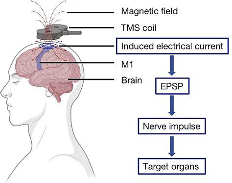 Frontiers Clinical Application Of Transcranial Magnetic Stimulation In Multiple Sclerosis