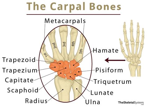 Carpals Definition Anatomy