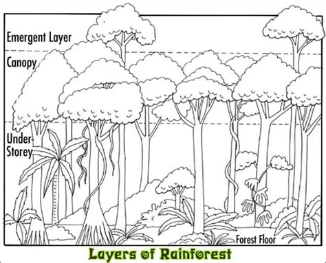 Rainforestlayers 640×518 Bosque Tropical Bosque Lluvioso Curlys