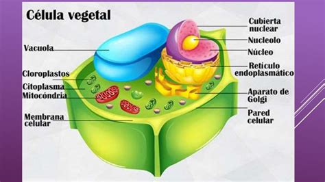 Partes De La Celula Vegetal Celula Vegetal Images