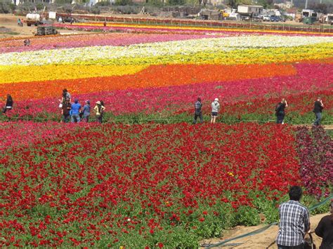 Turn left onto palomar oaks way. The Flower Fields, Carlsbad, CA - on March 30, 2013 ...