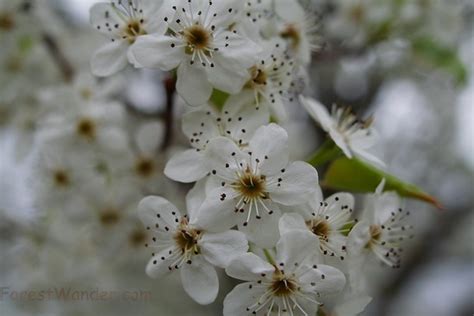 Pear Tree Blossom Flowers Free Nature Pictures By Forestwander