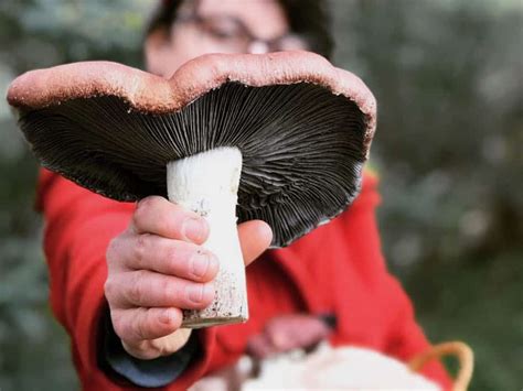 How To Grow Edible Mushrooms In Your Home Garden Milkwood