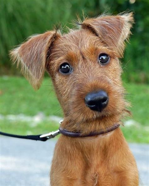 Irish Terrier Puppies Are Pretty Hard To Beat On The Cuteness Scale