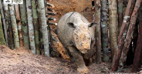In A Tragic Twist Near Extinct Sumatran Rhino Dies Weeks After Landmark Discovery Huffpost