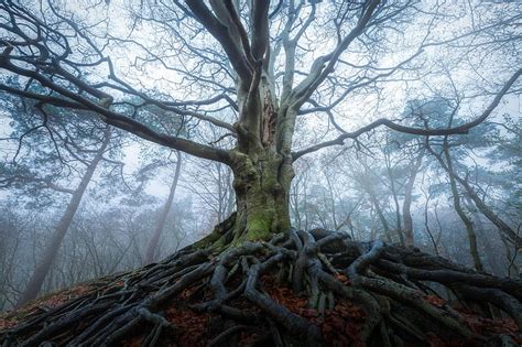 Old Tree Fog Forest Heal Nature Netherland Old Root Roots Tree
