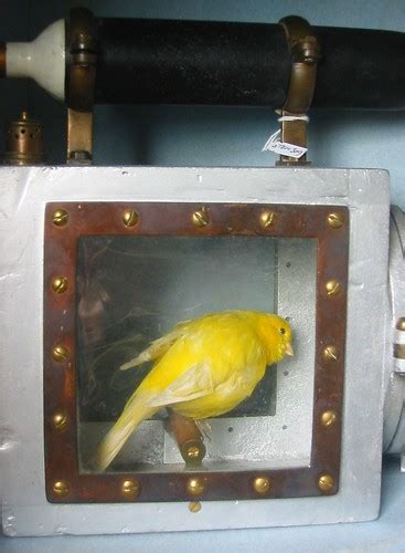 Canary In A Coal Mine A Gas Detecting Canary In The Haig C Flickr