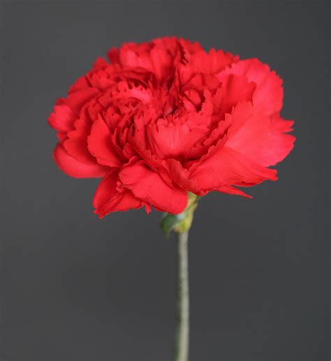 Single Red Carnation Free Stock Photo Public Domain Pictures