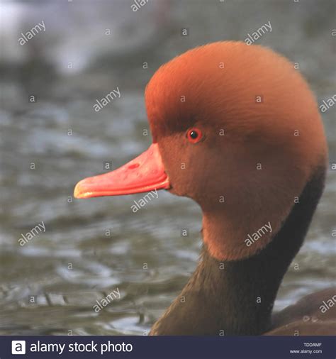 Red Headed Diving Duck Hi Res Stock Photography And Images Alamy