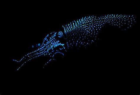 6 Incredible Glow In The Dark Sea Creatures