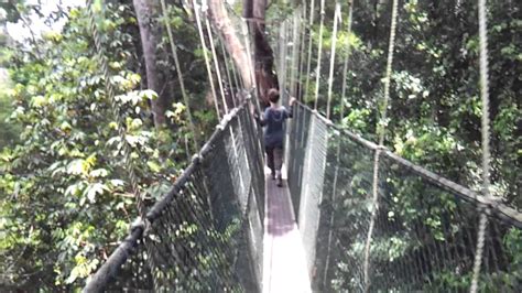 This has the claim to fame of being the longest suspension bridge in malaysia and spans some 530 meters. Canopy Walkway 2, Taman Negara, Malaysia - YouTube